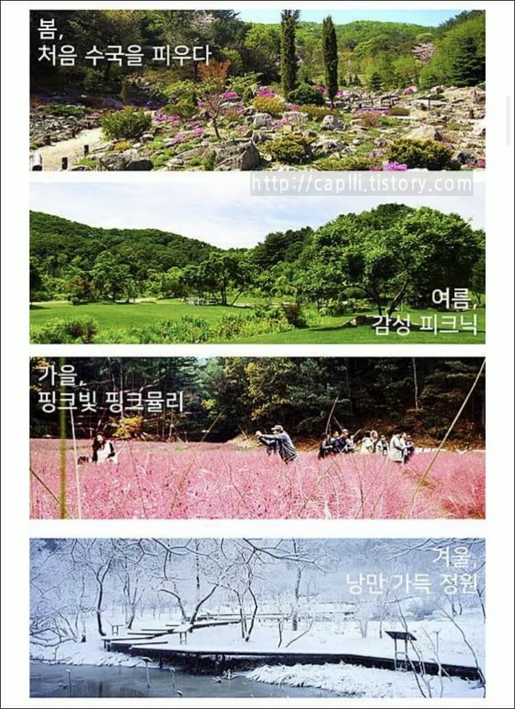 v평강랜드-수국-핑크뮬리-풍경-등