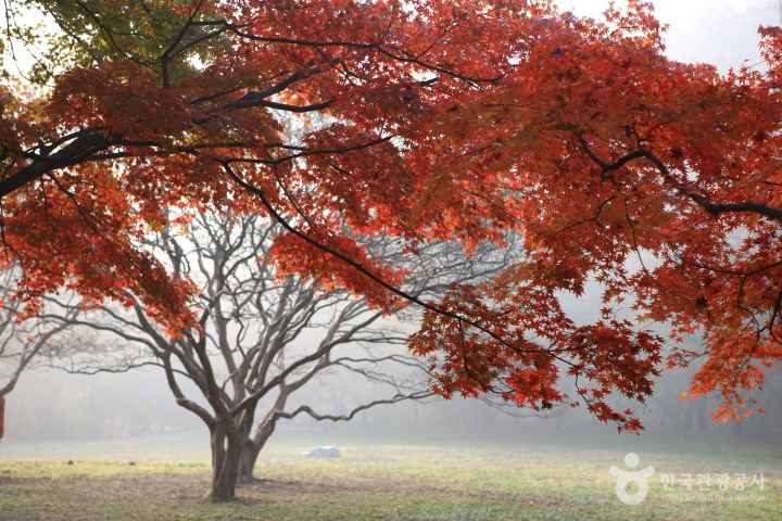단풍명소, 가을여행, 5060여행, 무릎편한단풍명소, 화담숲, 문광저수지은행나무길, 내장산단풍생태공원, 남이섬, 운곡서원, 은행나무명소, 2026단풍, 단풍절정시기, 어르신단풍여행, 국내가을여행지, 2026단풍절정예측, 산림청단풍예측, 화담숲예약, 화담숲모노레일, 문광저수지주차, 양곡은행나무축제, 내장산단풍시기, 남이섬입장료, 남이섬주차, 운곡서원은행나무, 경주은행나무명소, 단풍여행코스, 단풍여행준비물, 부모님단풍여행, 무료단풍명소, 황금길가이드