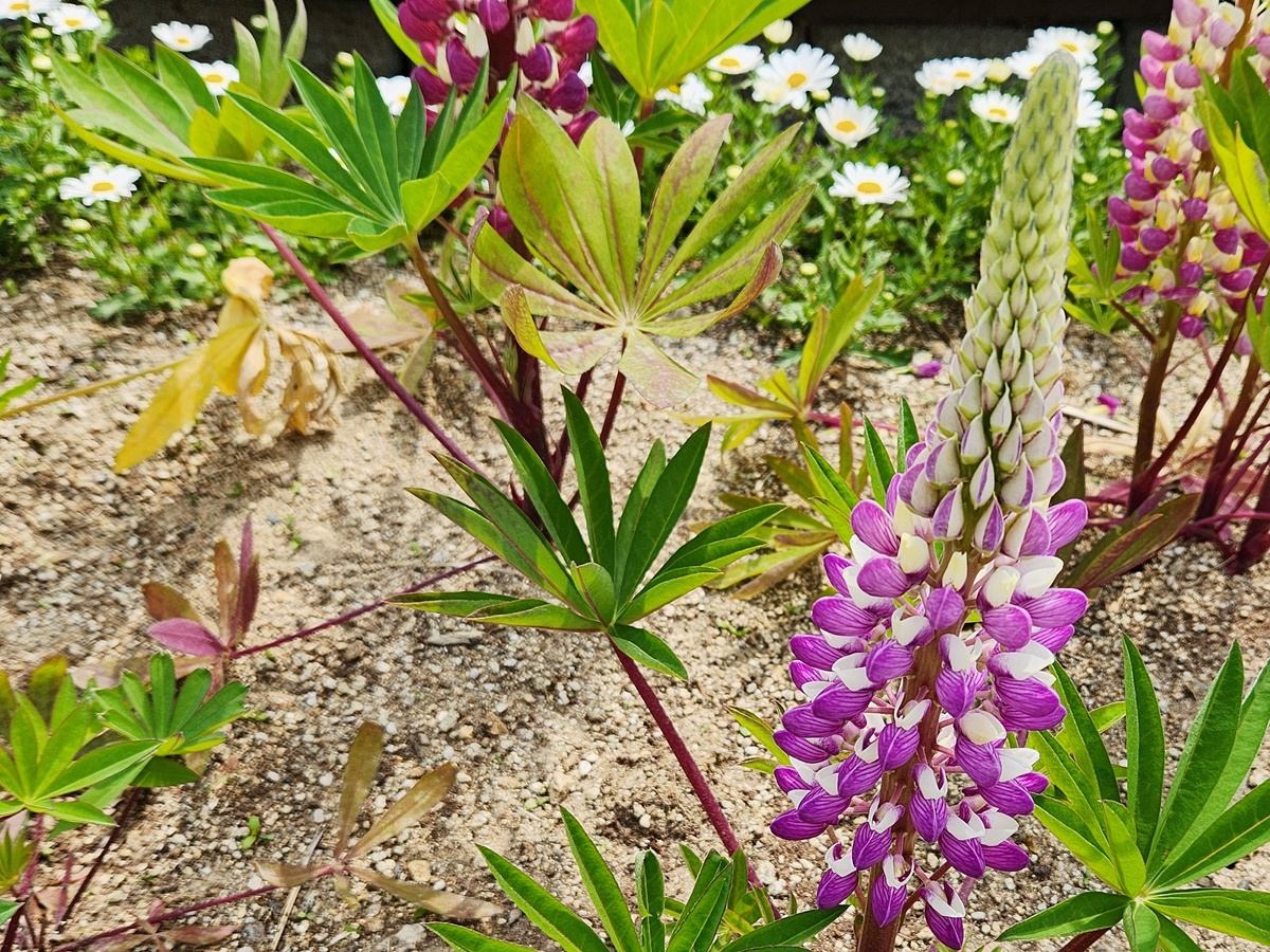 루피너스 Lupinus