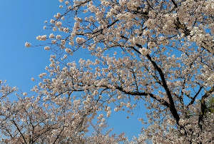 벚꽃으로유명한여행지