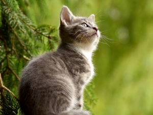 새끼 고양이 꿈 해몽