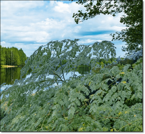 야생 모링가 나무