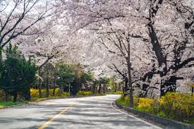 벚꽃개화시기 2024