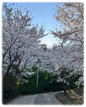 부모산