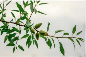 견과류 아몬드 효능과 영양성분, 주의사항