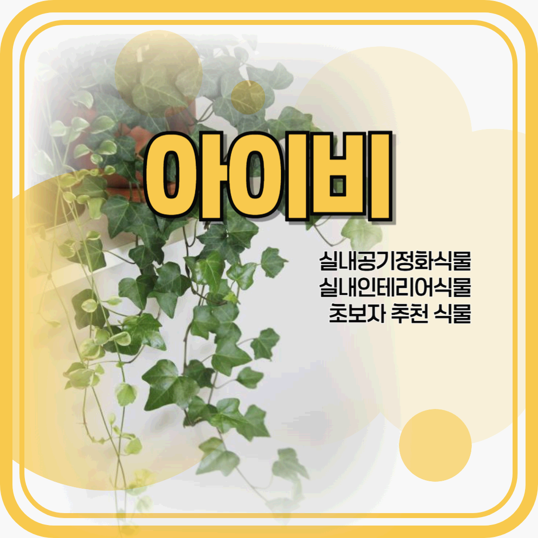 아이비