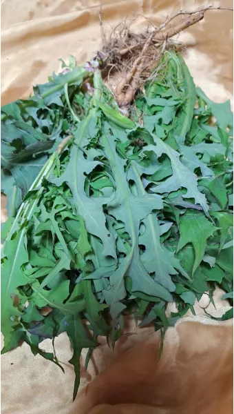 왕고들빼기 효능과 섭취시 주의사항 건강 정보_10