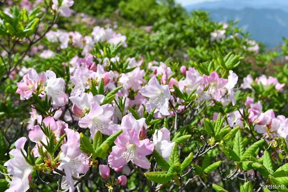 두위봉 철쭉제 산맥 페스티벌
