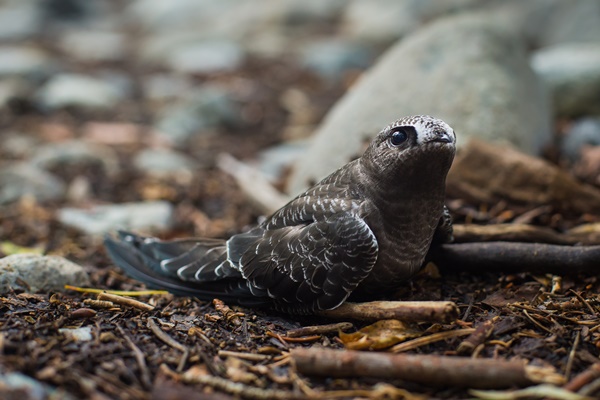 다친 동물 신고 야생동물구조센터