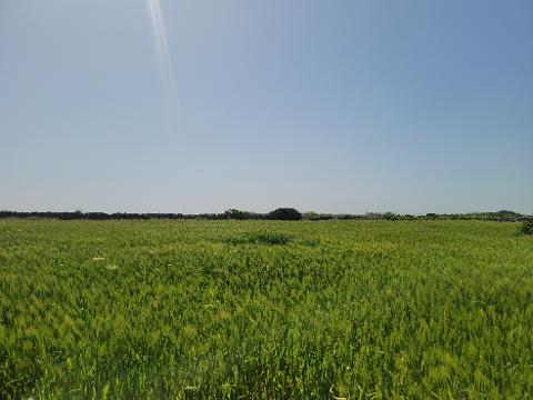 가파도 청보리축제 지도
