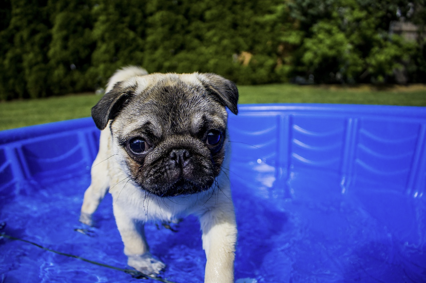 수영하는 퍼그 강아지 사진