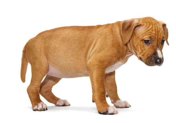 강아지 비만의 위험성