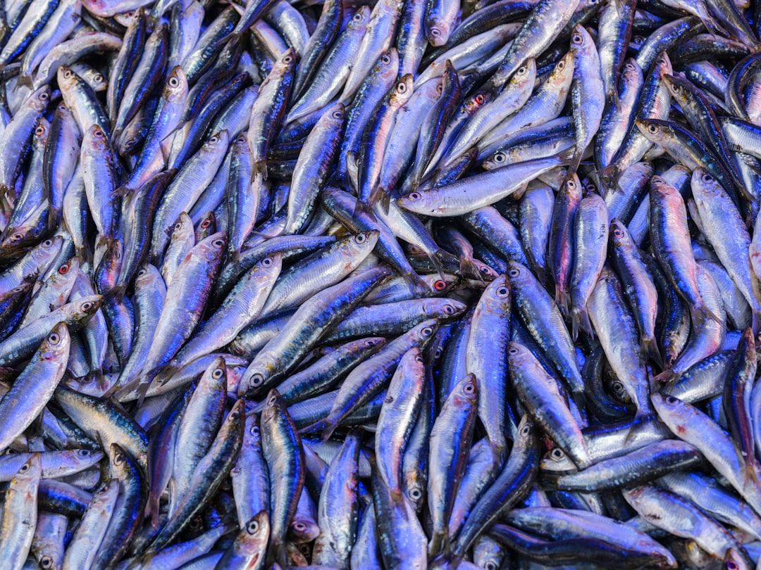 Anchovy