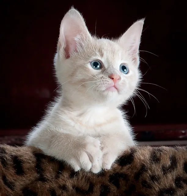 고양이 죽을 수 있는 3가지 증상과 응급 대처_4