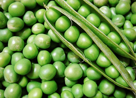 데이비드 섀넌_줄무늬가 생겼어요 - 아욱콩