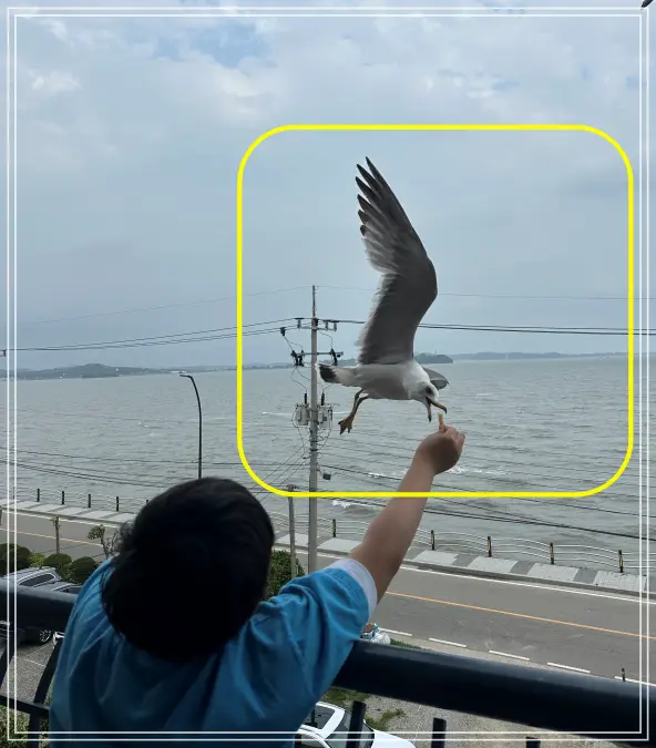 새우깡먹는-갈매기