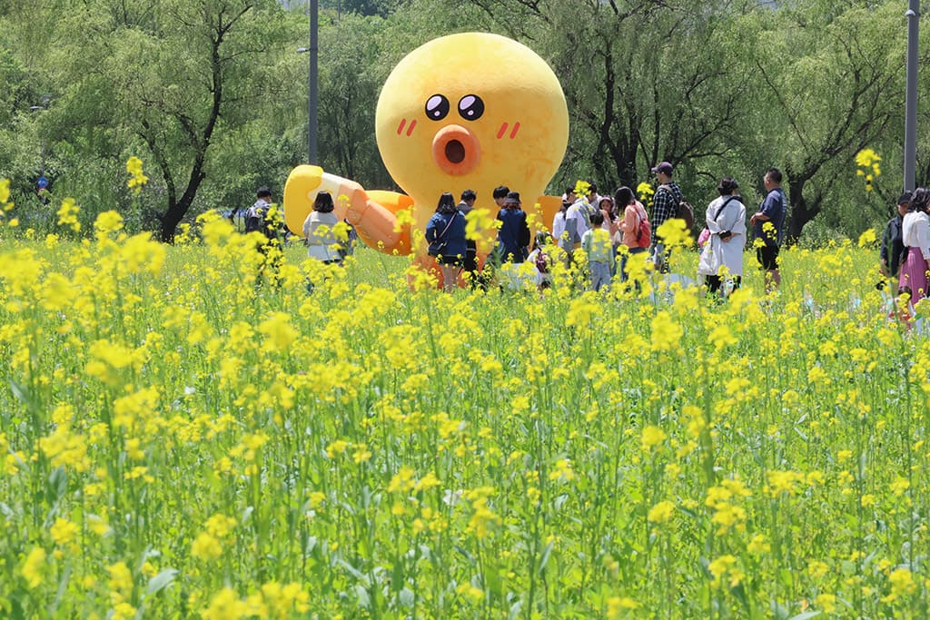 2024 한강 서래섬 유채꽃 축제 일정 정보, 장소 위치, 가는길, 놀거리
