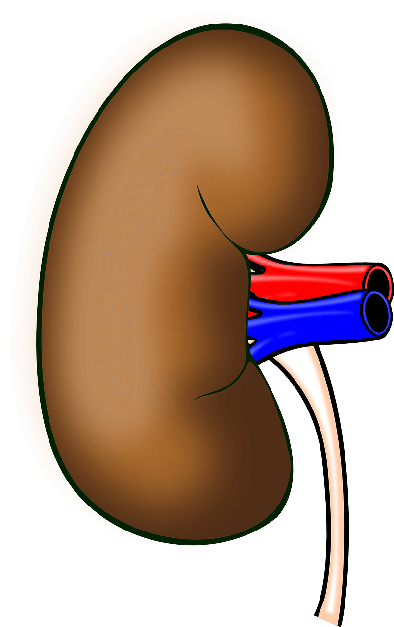 한쪽의 신장 모습