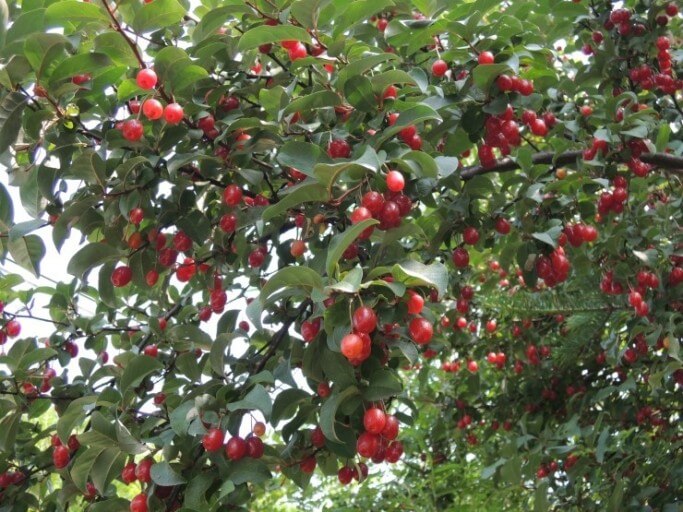 보리수 효능 10가지 및 부작용 및 주의사항