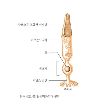 원추세포