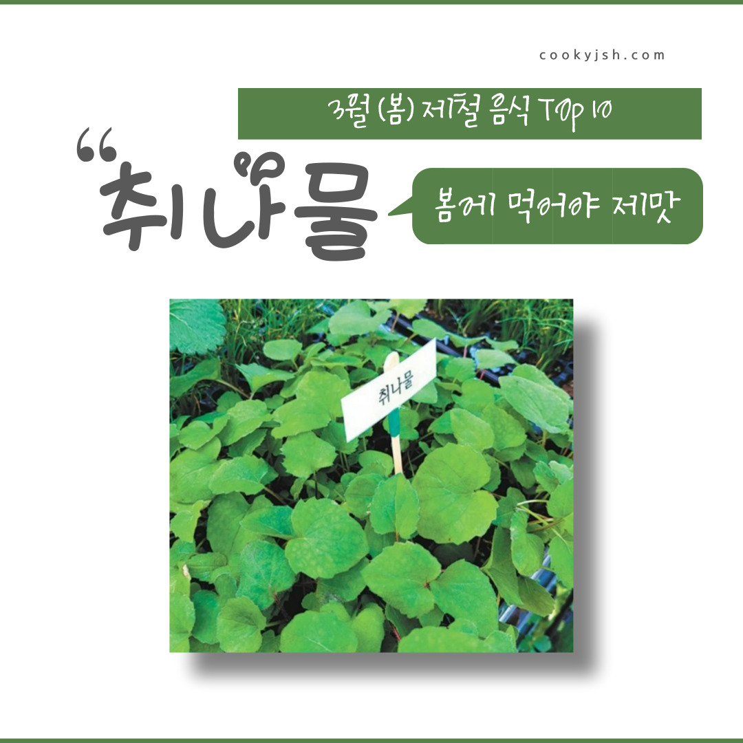 3월에 먹으면 좋은 제철 음식(봄철 음식) - 취나물편 (효능, 취나물이 들어가는 음식)