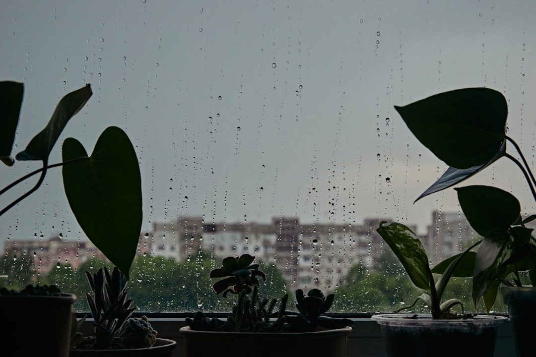 Forecast