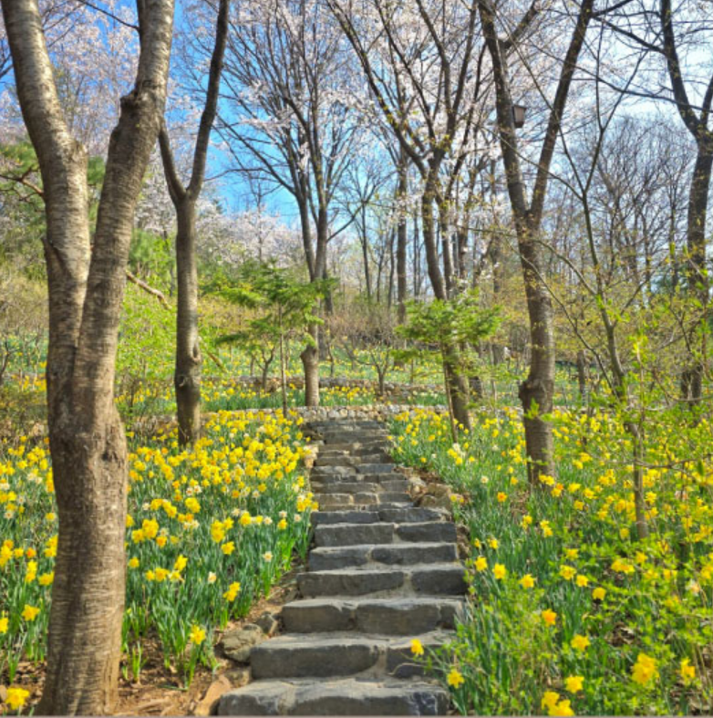 화담숲 수선화축제 1