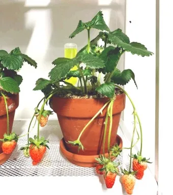 딸기 키우기 물주기 수경재배 비료관리 햇빛배치 실내 재배 팁_5
