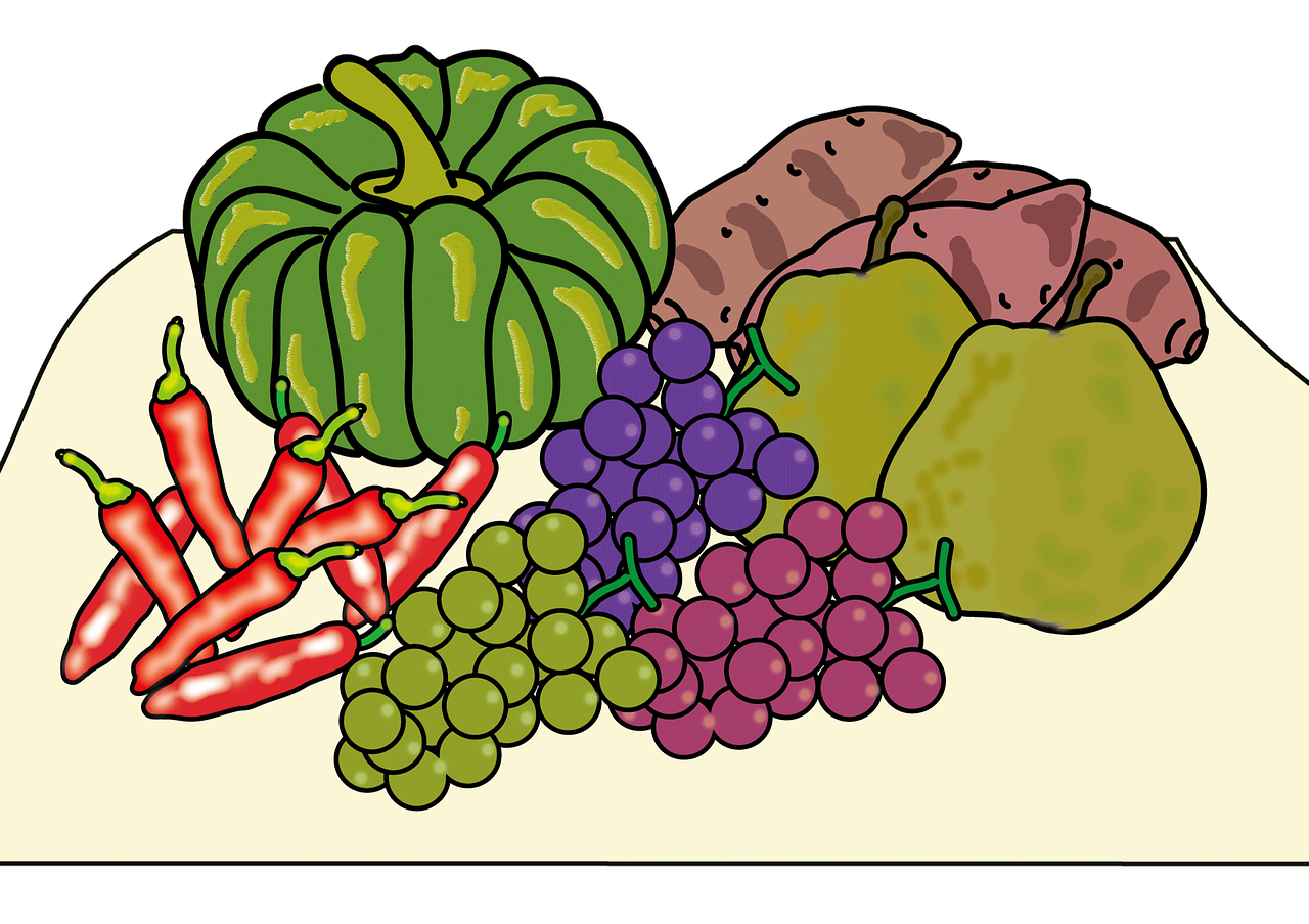 고구마 수확시기