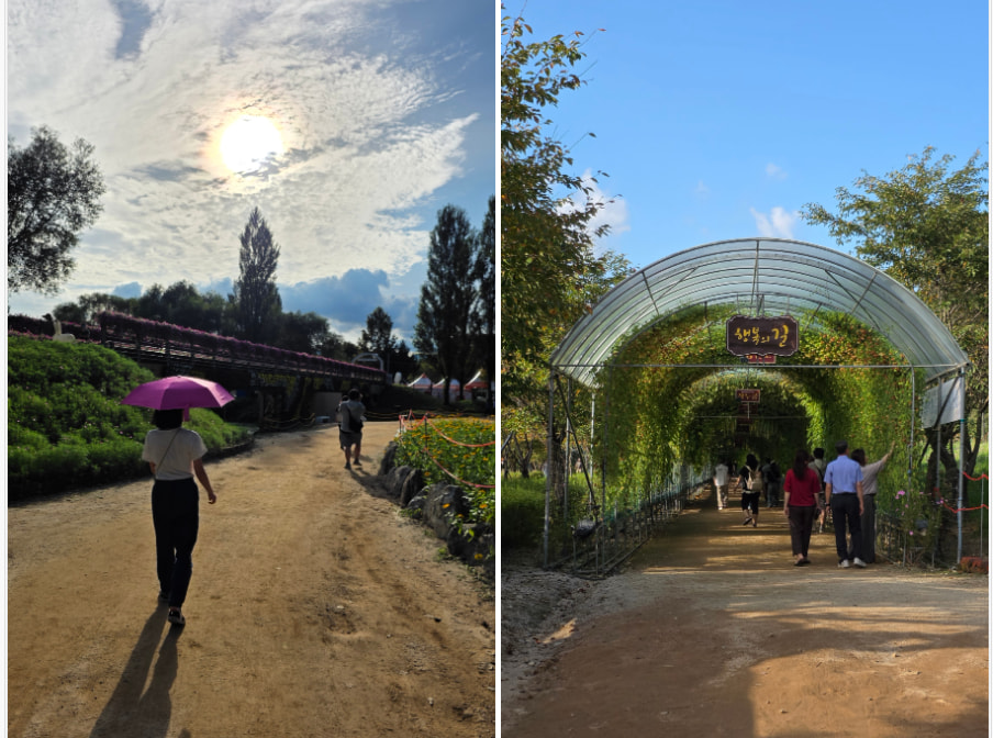 자라섬 (2025 꽃 페스타)