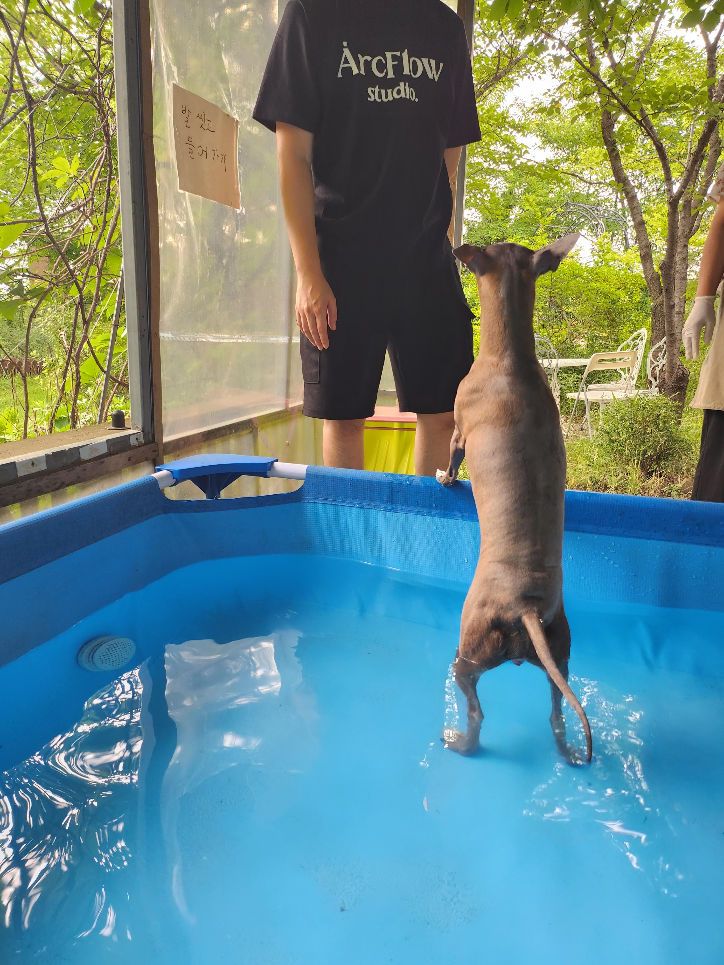 파주애견수영장