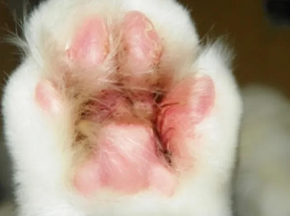 고양이 발톱 빠짐 피 염증_6