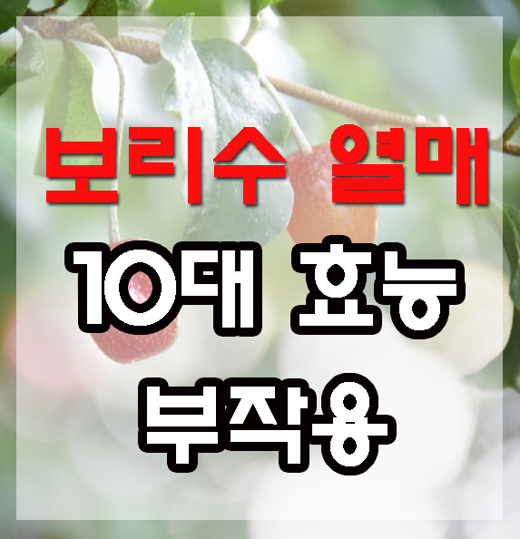 보리수 열매 효능