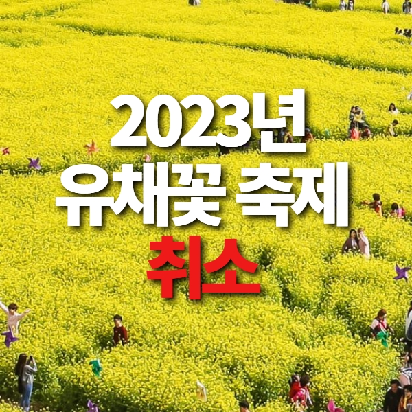 유채꽃 축제 취소