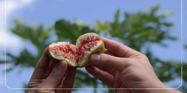 무화과 효과 소화건강8
