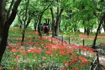 상사화 꽃무릇 차이와 개화시기에 대한 분석_20
