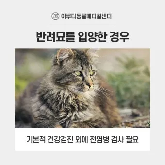 "고양이