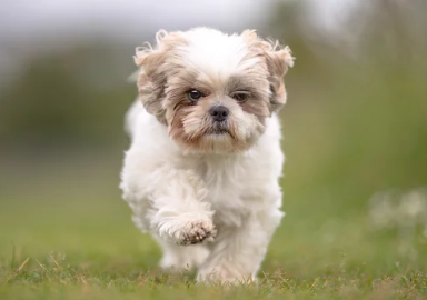 시츄/출처:어도비스톡