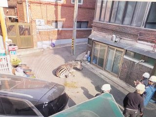 늑구 포획 현상금 청주 암컷 AI사진 총정리