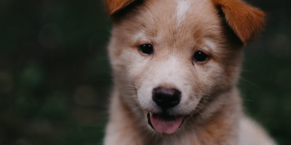 강아지 고개 갸우뚱거리는 이유