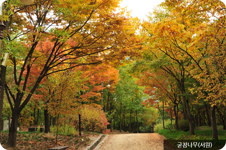한밭수목원 굳참나무(서원)이미지/출처: 한밭수목원 홈페이지