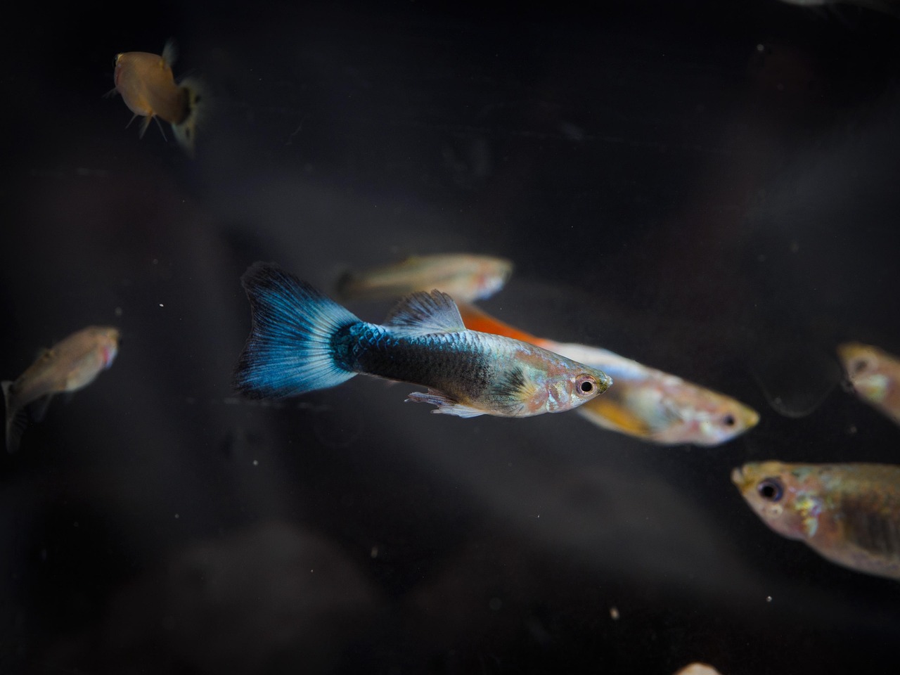 🐠 구피 키우기 입문자를 위한 첫 수조 세팅 가이드