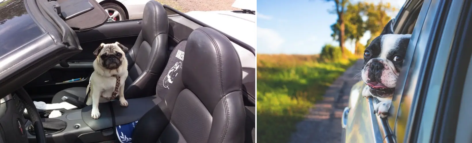 자동차에 탄 강아지 사진