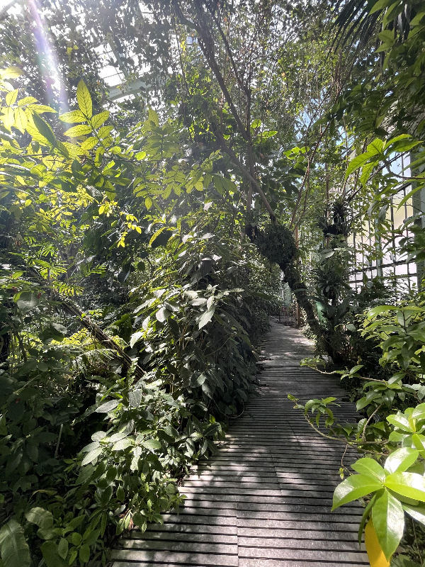 Tropical Rainforest