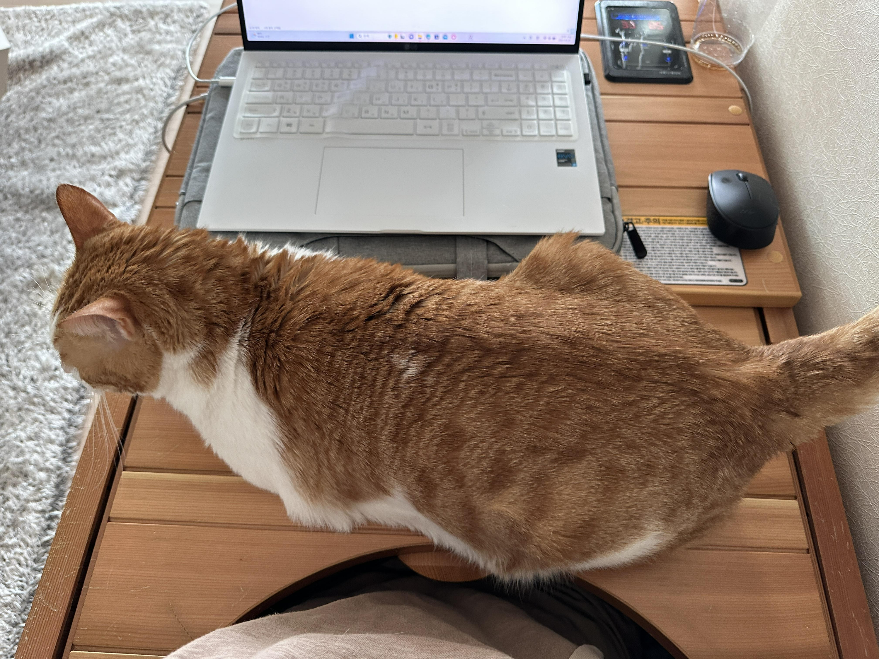 소심한 막둥이가 엄마를 지키는 방법 (feat.긴장해서 코까지 빨개진 막둥이)