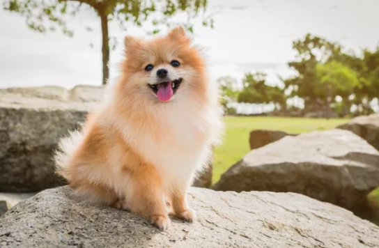 포메라니안/출처:어도비스톡
