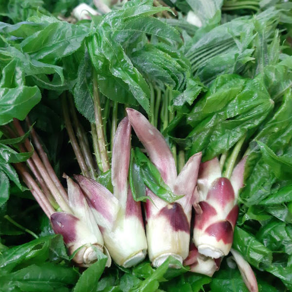 개두릅&#44; 붉은뿌리&#44; 푸른잎