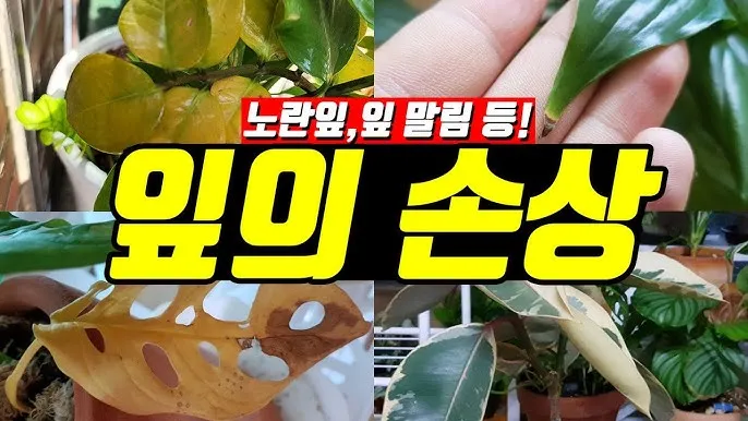 화분 노랗게 변함 원인 영양부족 과습해결 비료주기 조절 방법_1