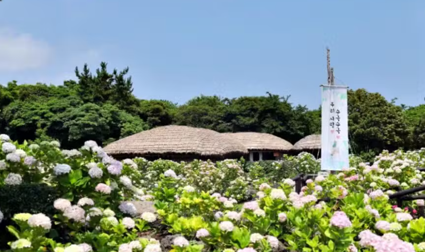 제주 여름의 정점 여름꽃 능소화 개화시기 명소추천