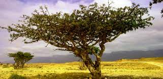 보스웰리아 효능 부작용 (4주 섭취 후기)